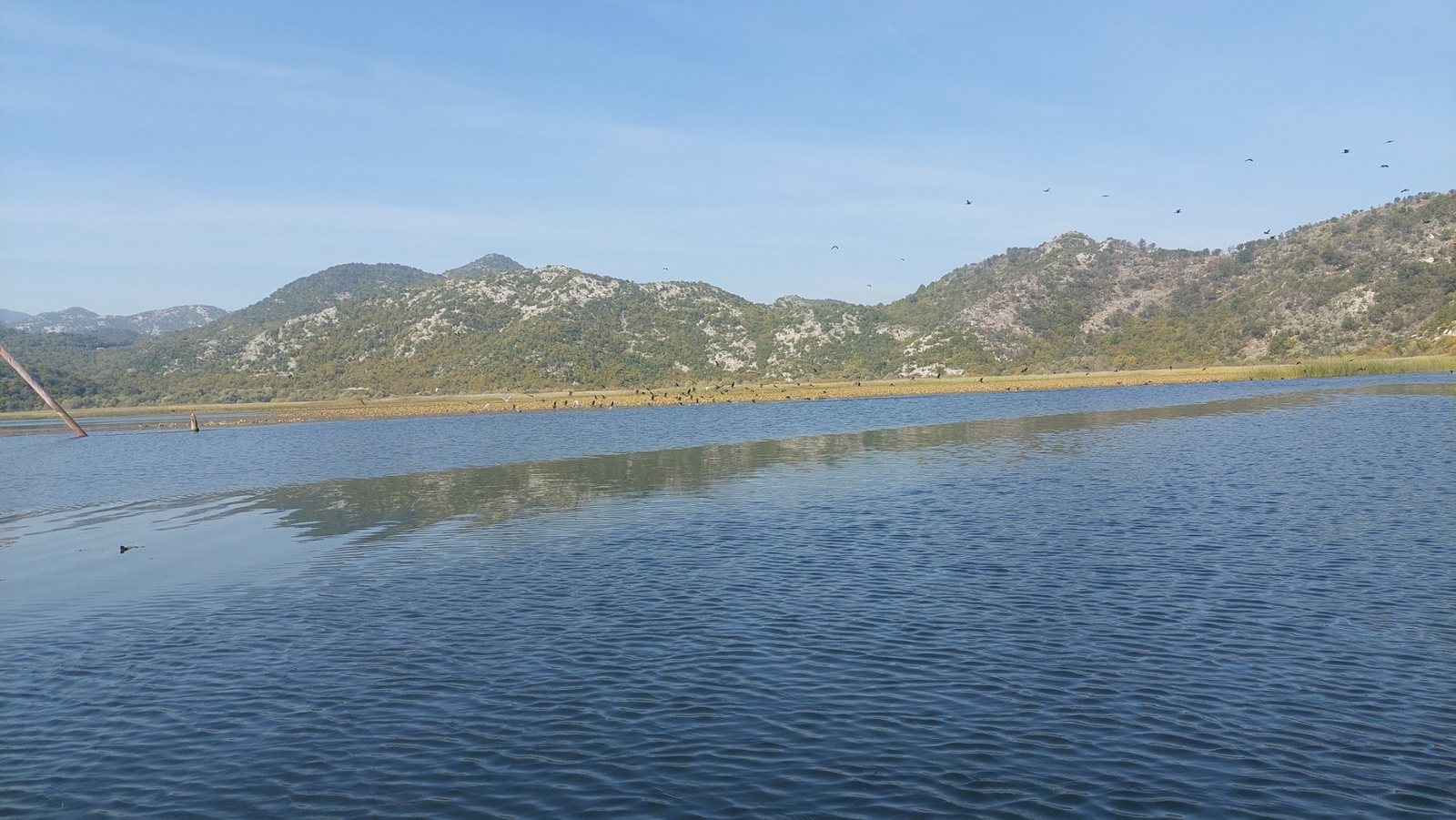Birdlife flying over Lake Skadar