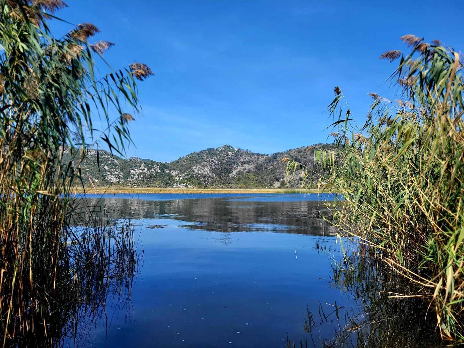 Reeds framing a quiet Lake Skadar landscape