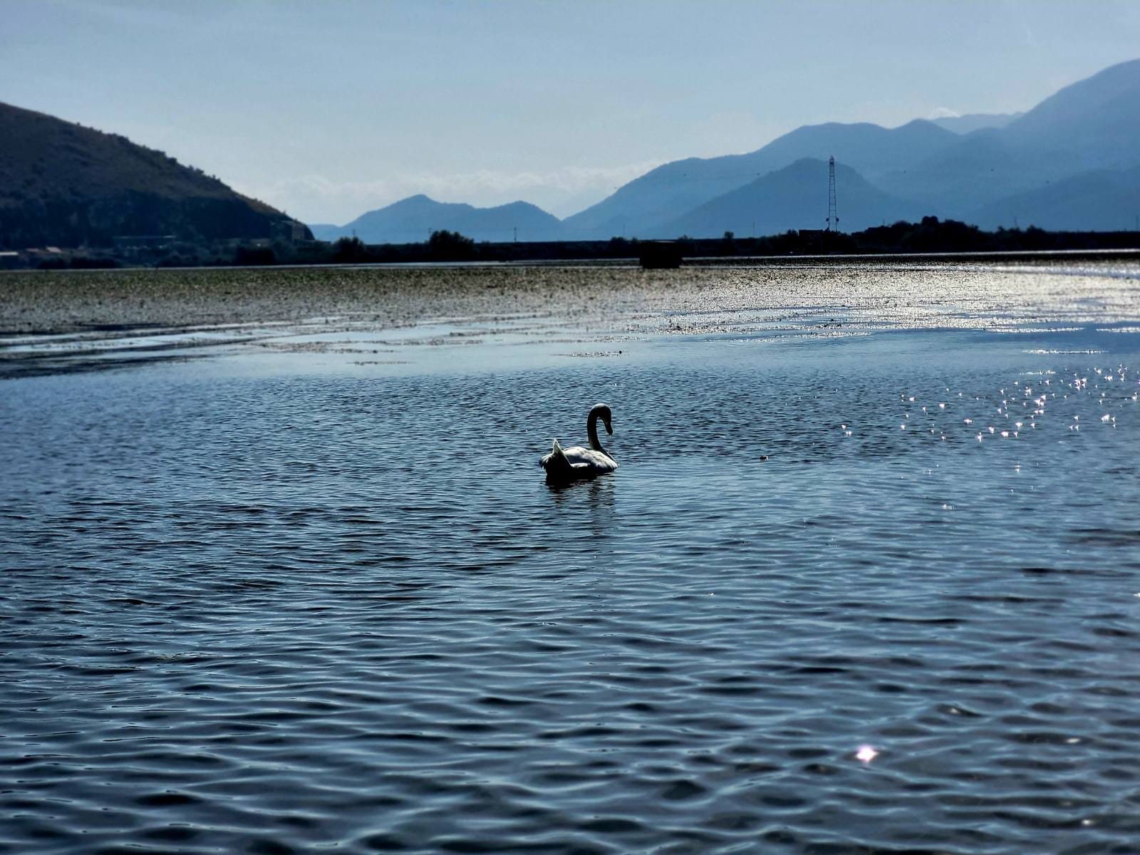 Swan on Lake Skadar